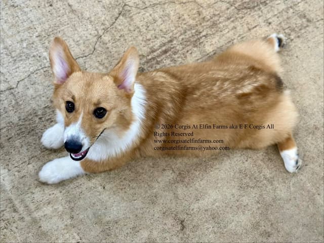Pembroke Welsh Corgi Puppies media 4