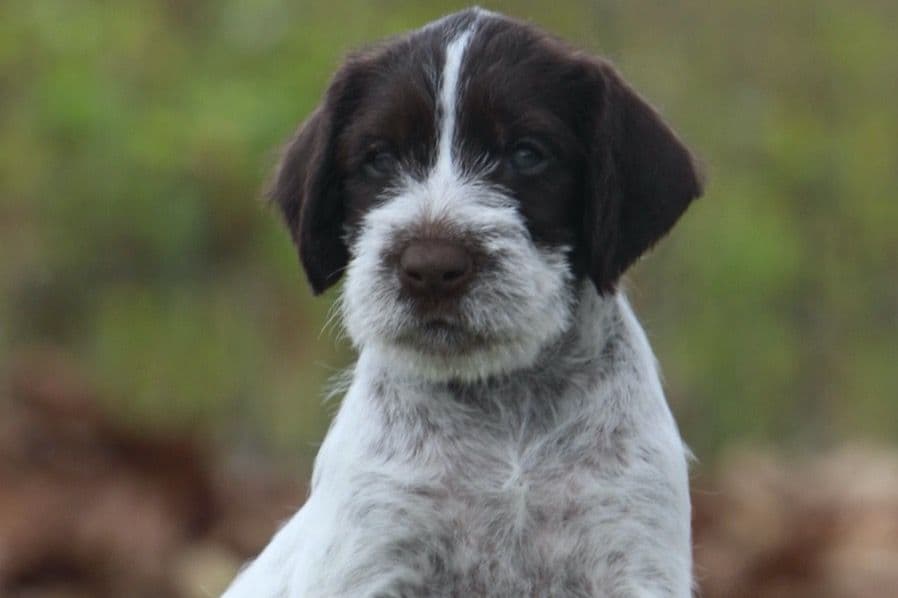 Afterhours German Wirehaired Pointer Puppies breeder image 1