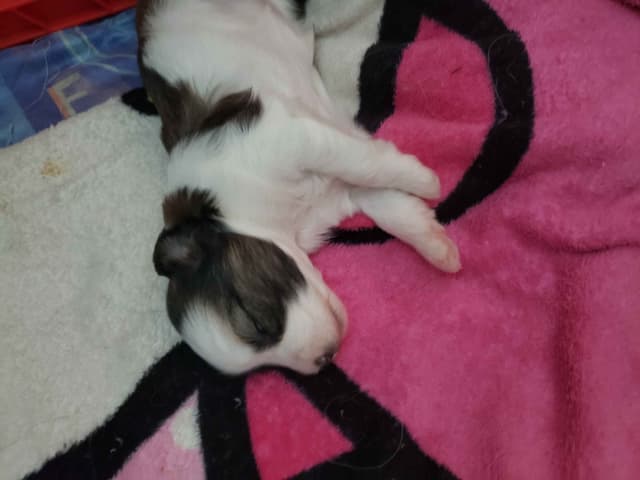 Chinese Crested Puppies media 3