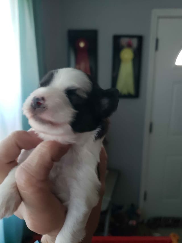 Chinese Crested Puppies media 4