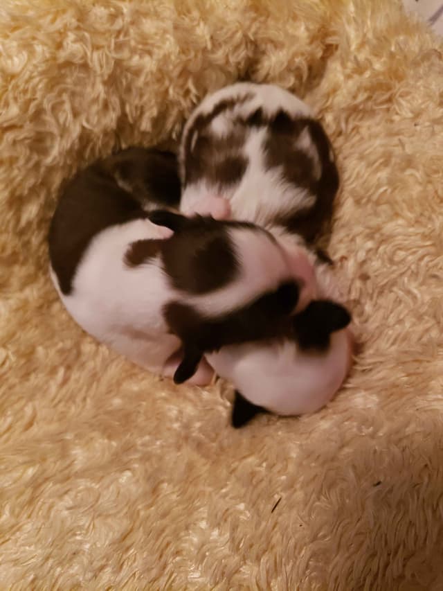 Chinese Crested Puppies media 5