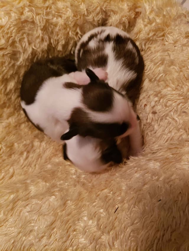 Chinese Crested Puppies media 6