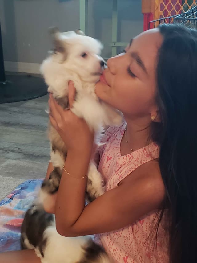 Chinese Crested Puppies media 9