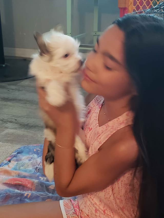 Chinese Crested Puppies media 10