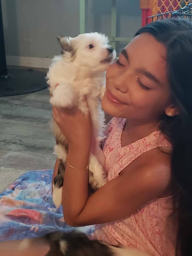 Chinese Crested Puppies media 11