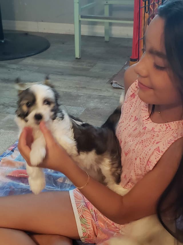 Chinese Crested Puppies media 12