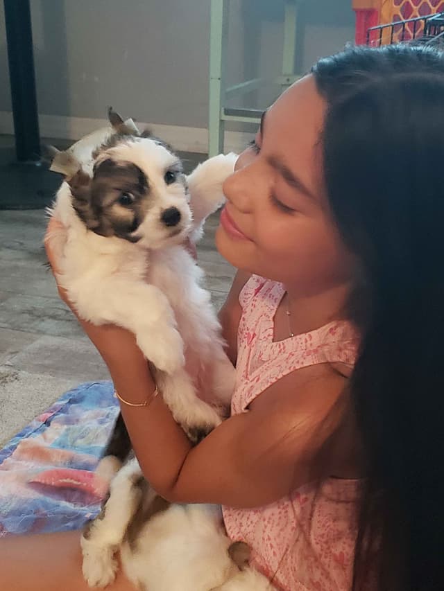 Chinese Crested Puppies media 13