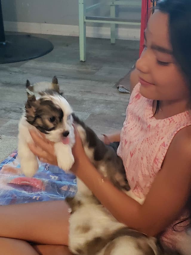 Chinese Crested Puppies media 14