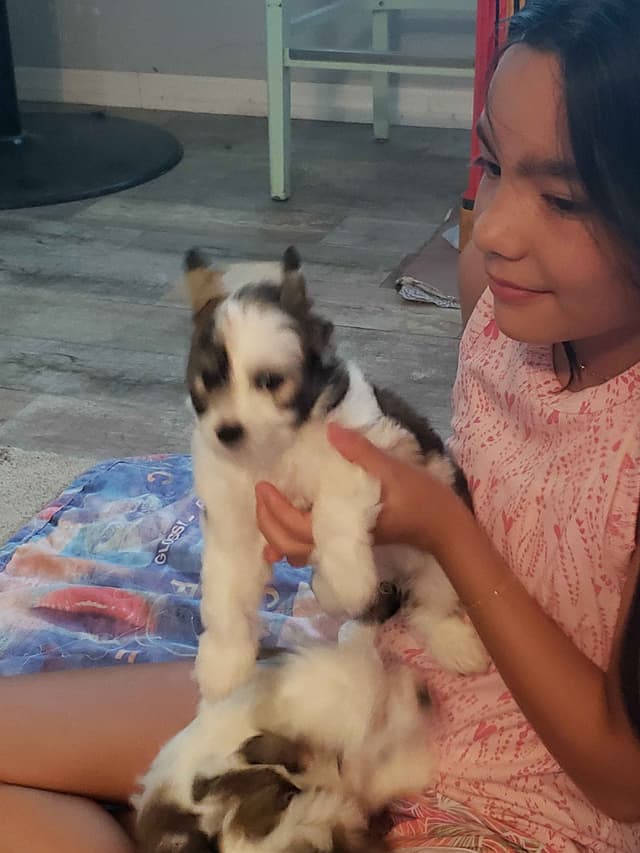 Chinese Crested Puppies media 15