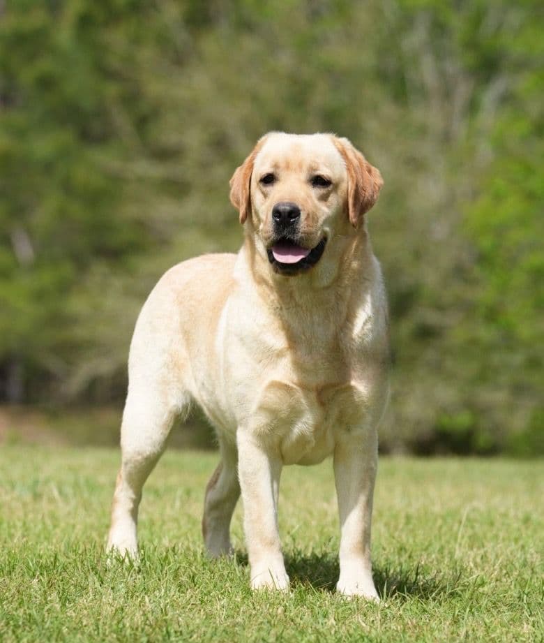 Yellow F Labrador Retriever Puppy breeder image 1