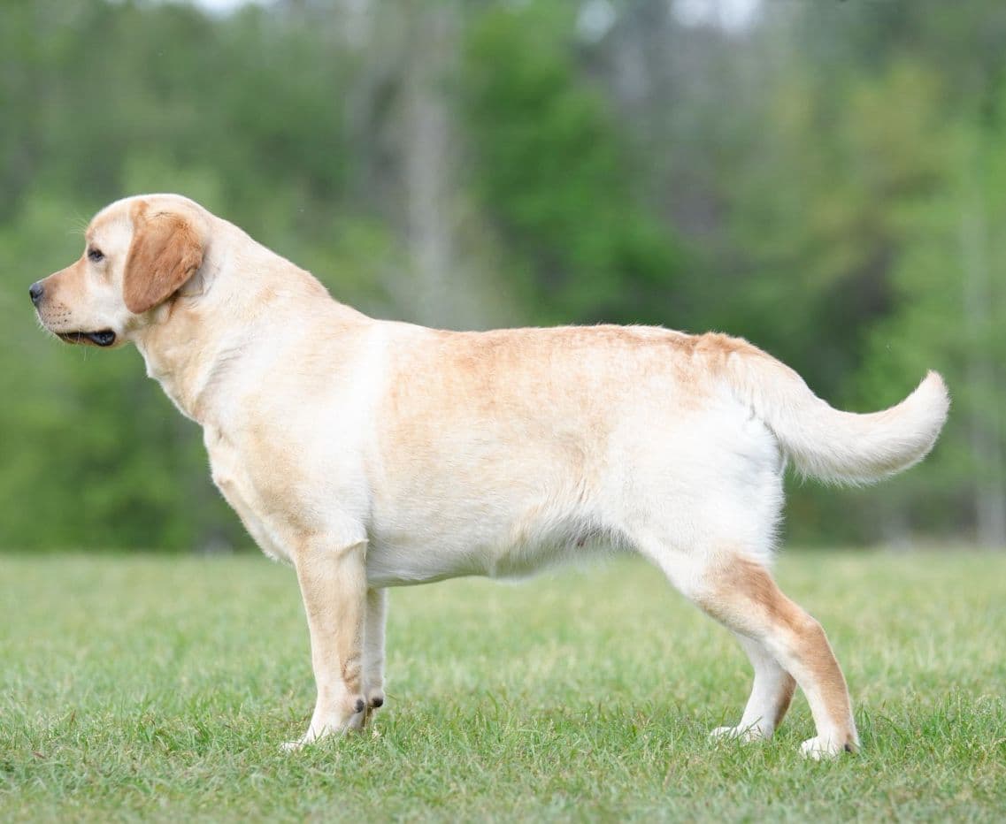 Yellow F Labrador Retriever Puppy breeder image 2