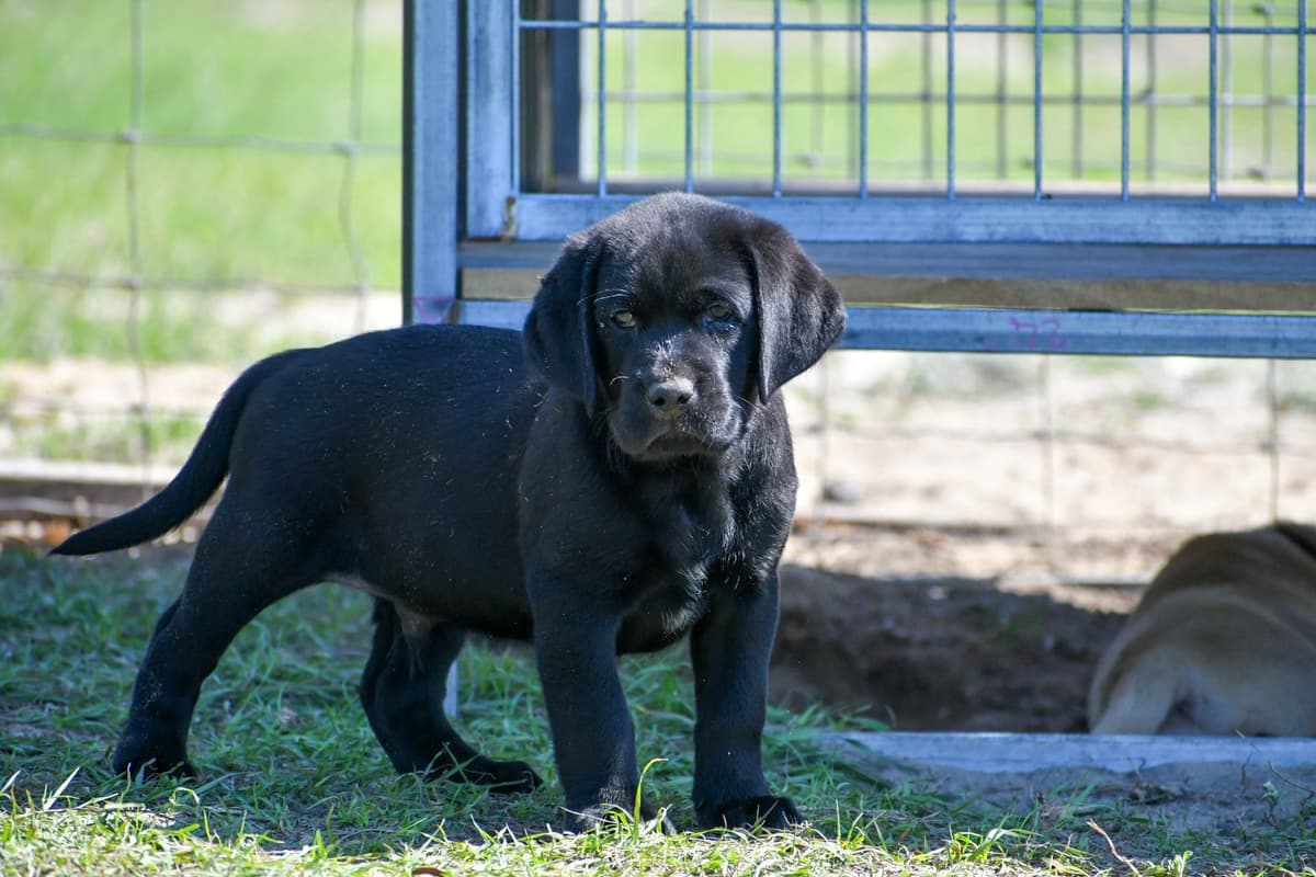 Yellow F Labrador Retriever Puppy breeder image 3