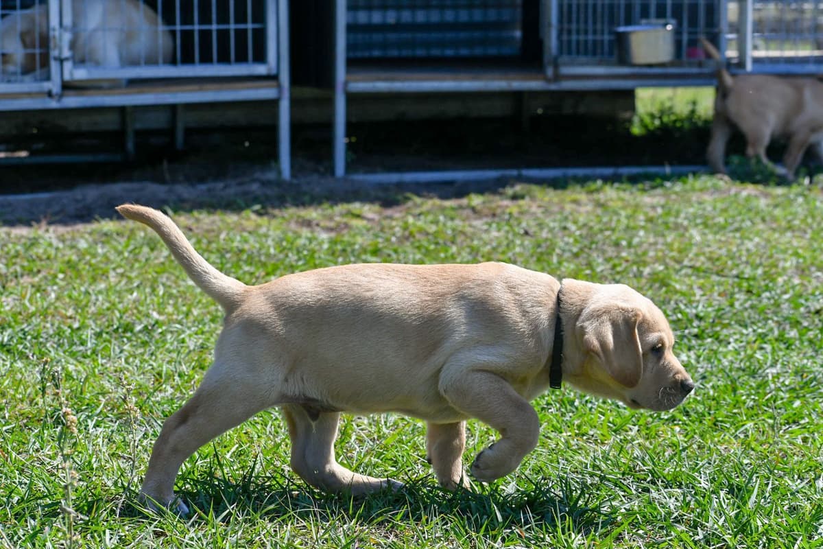 Yellow F Labrador Retriever Puppy breeder image 4