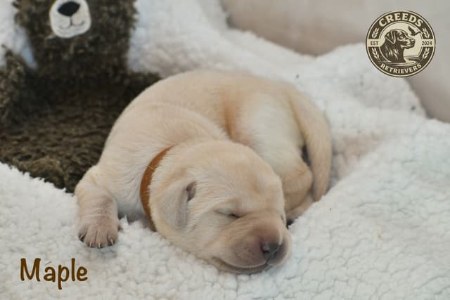 Yellow F Labrador Retriever Puppy media 10
