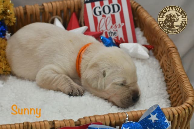 Yellow F Labrador Retriever Puppy media 6