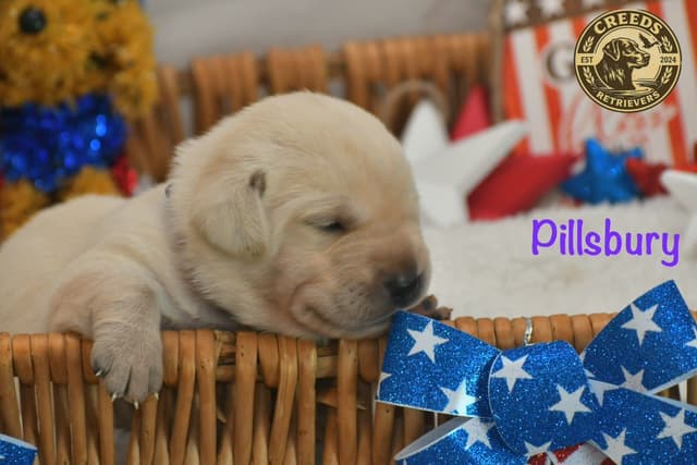 Yellow F Labrador Retriever Puppy media 7