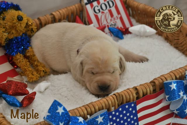 Yellow F Labrador Retriever Puppy media 8