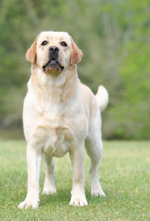 Yellow F Labrador Retriever Puppy breeder image 5