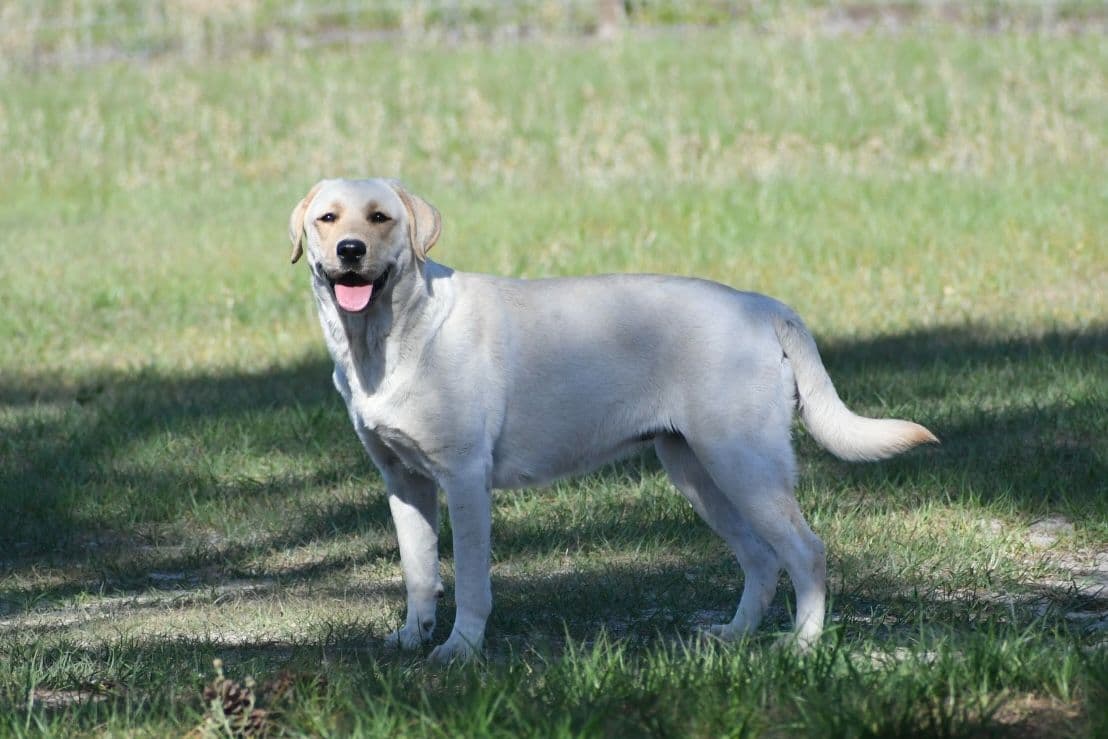 Yellow F Labrador Retriever Puppy breeder image 7