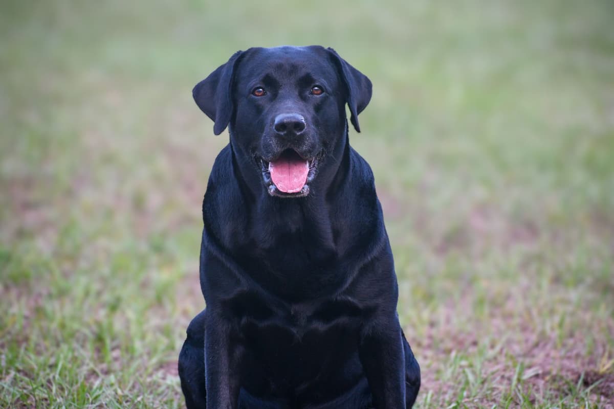 Yellow F Labrador Retriever Puppy breeder image 8