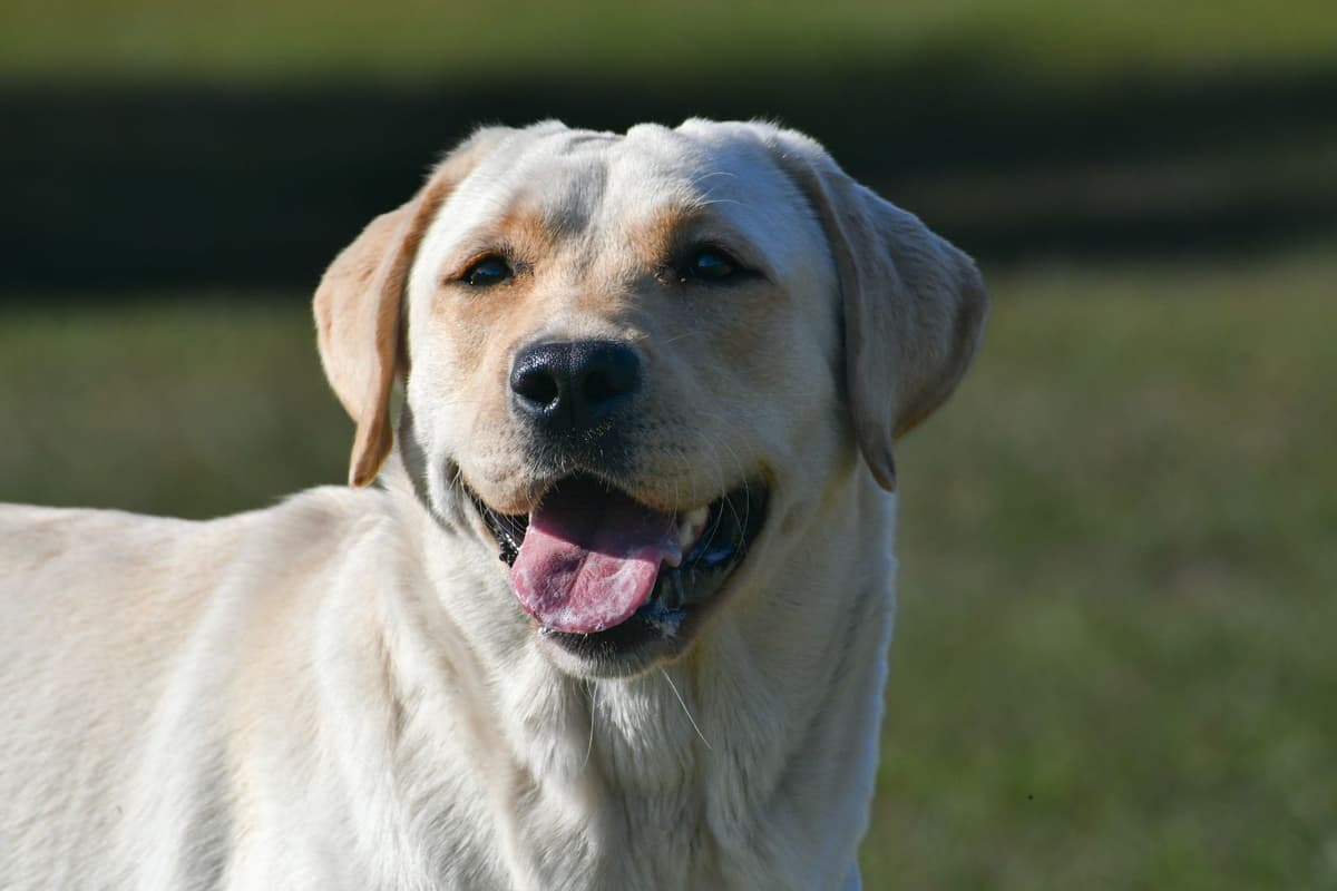 Yellow F Labrador Retriever Puppy breeder image 10