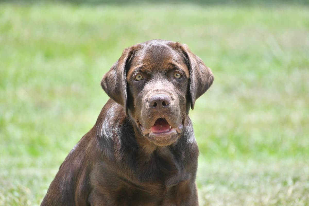 Yellow F Labrador Retriever Puppy breeder image 9