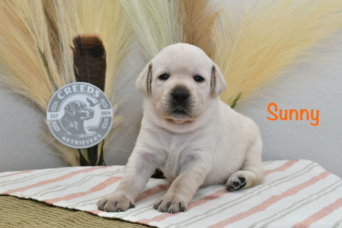 Yellow F Labrador Retriever Puppy breeder image 12