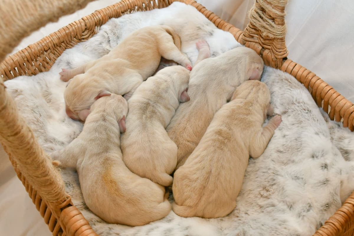 Yellow F Labrador Retriever Puppy breeder image 13