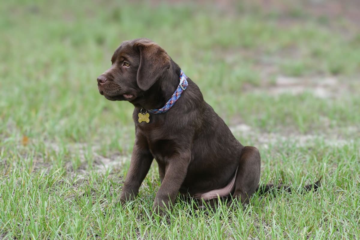 Yellow F Labrador Retriever Puppy breeder image 15