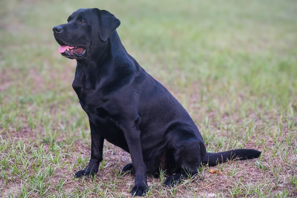 Yellow F Labrador Retriever Puppy breeder image 16