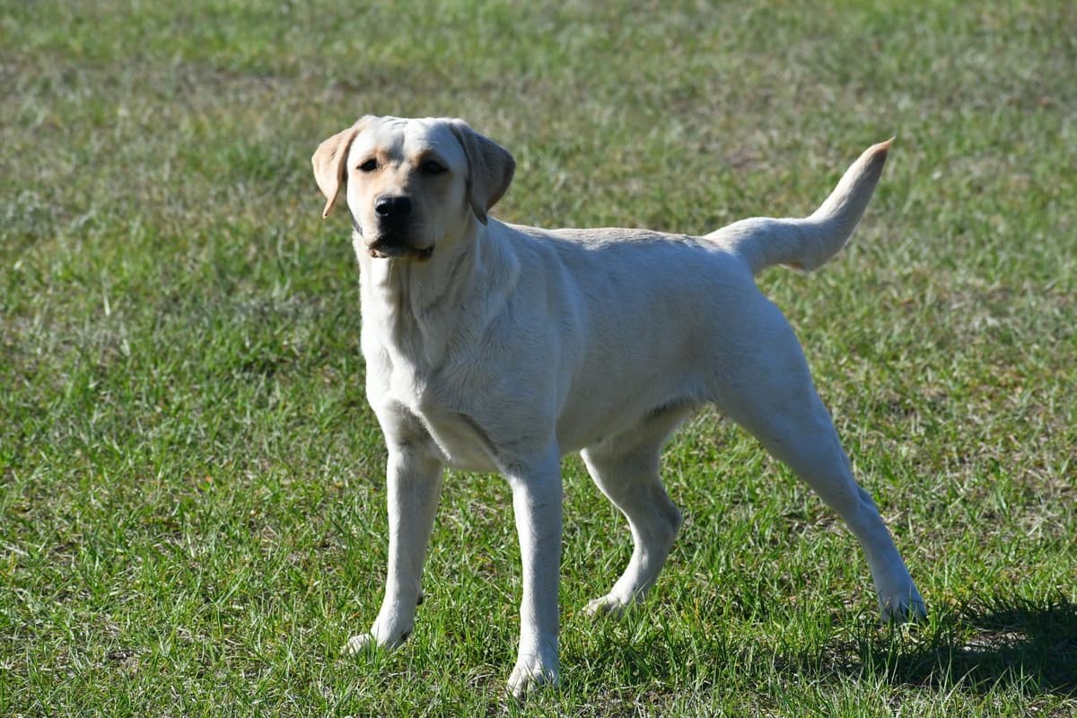 Yellow F Labrador Retriever Puppy breeder image 17