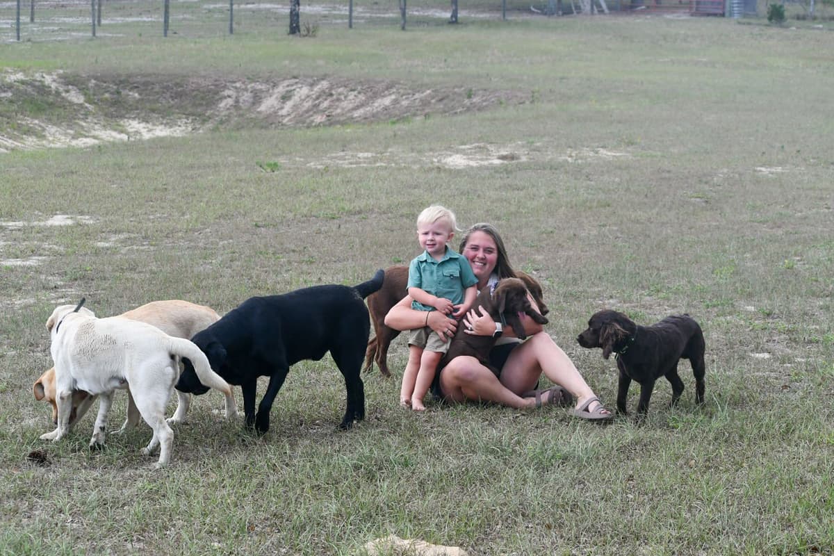 Yellow F Labrador Retriever Puppy breeder image 18