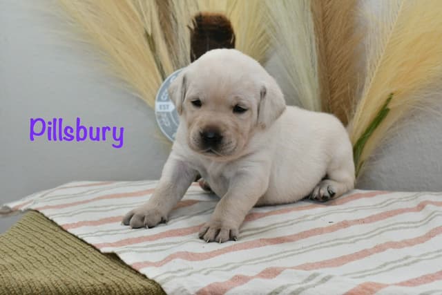 Yellow F Labrador Retriever Puppy media 2