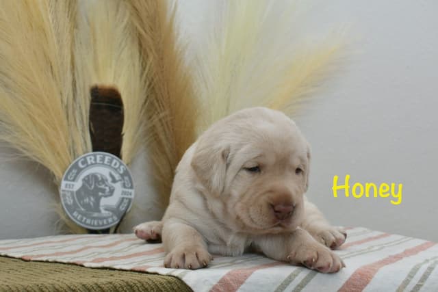 Yellow F Labrador Retriever Puppy media 4
