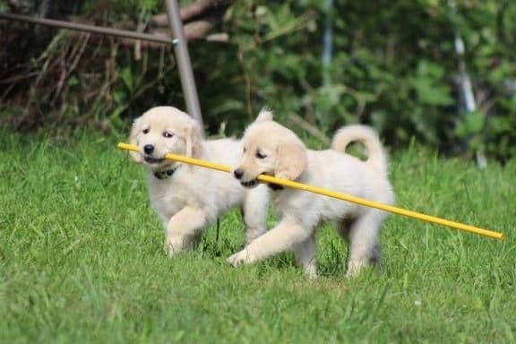 Golden Retriever Puppies breeder image 1