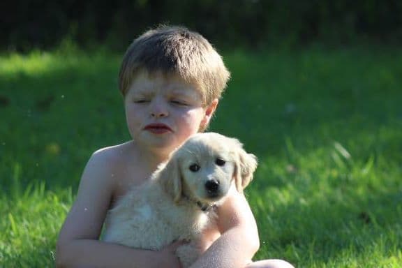 Golden Retriever Puppies breeder image 19