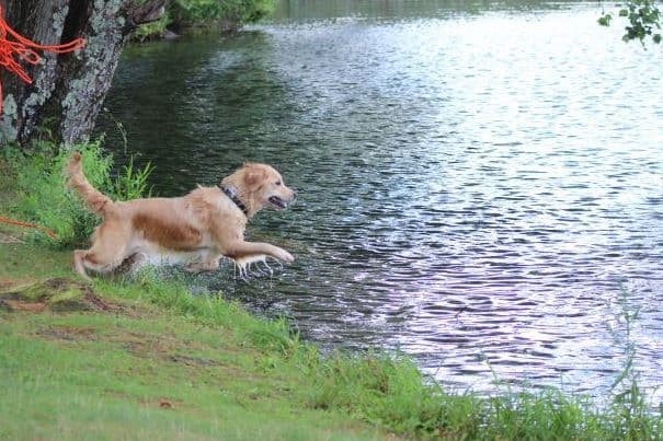 Golden Retriever Puppies breeder image 18