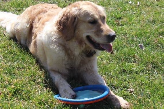 Golden Retriever Puppies breeder image 17