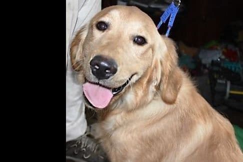 Golden Retriever Puppies breeder image 16