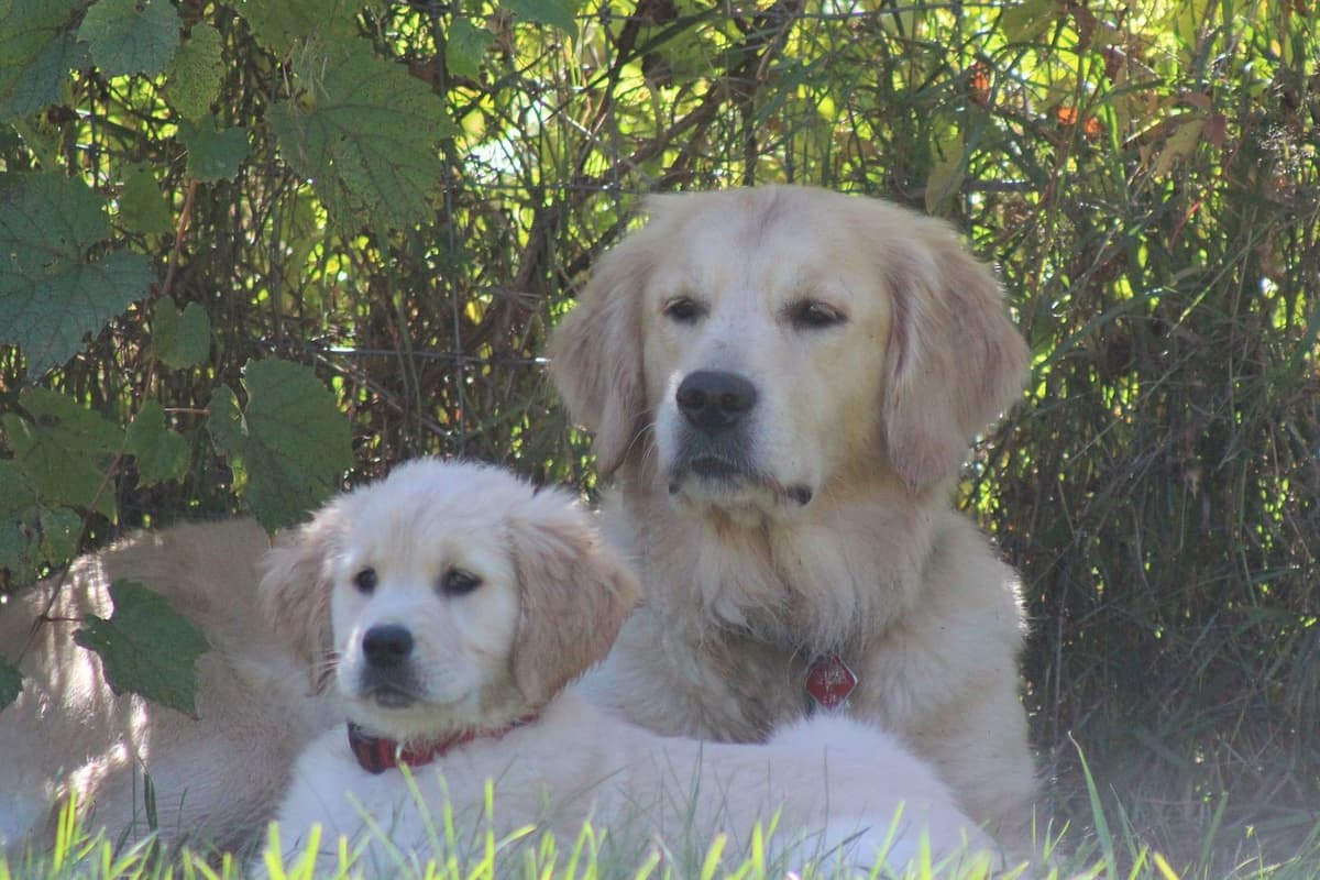 Golden Retriever Puppies breeder image 15
