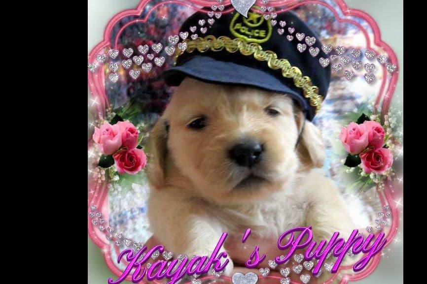 Golden Retriever Puppies breeder image 14