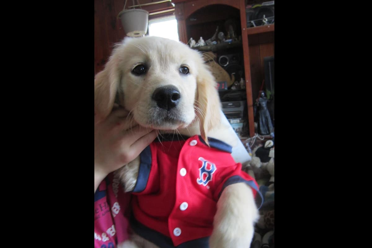 Golden Retriever Puppies breeder image 13