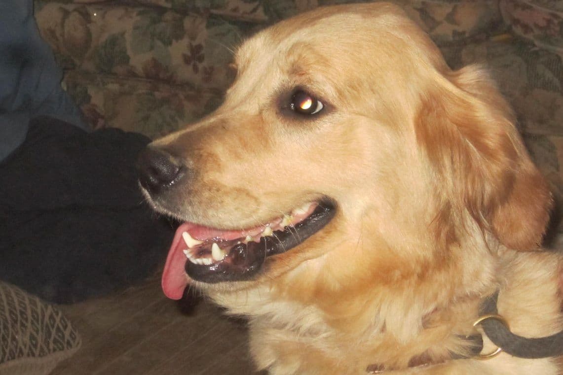 Golden Retriever Puppies breeder image 12