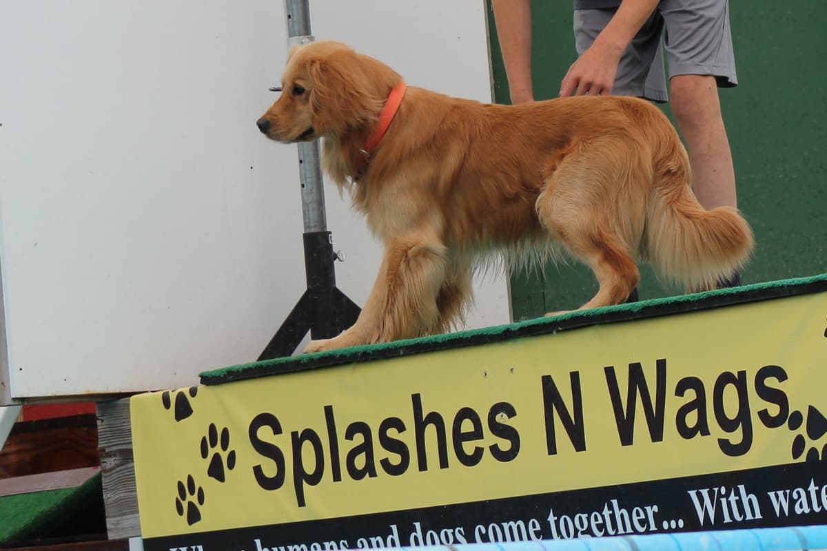 Golden Retriever Puppies breeder image 10