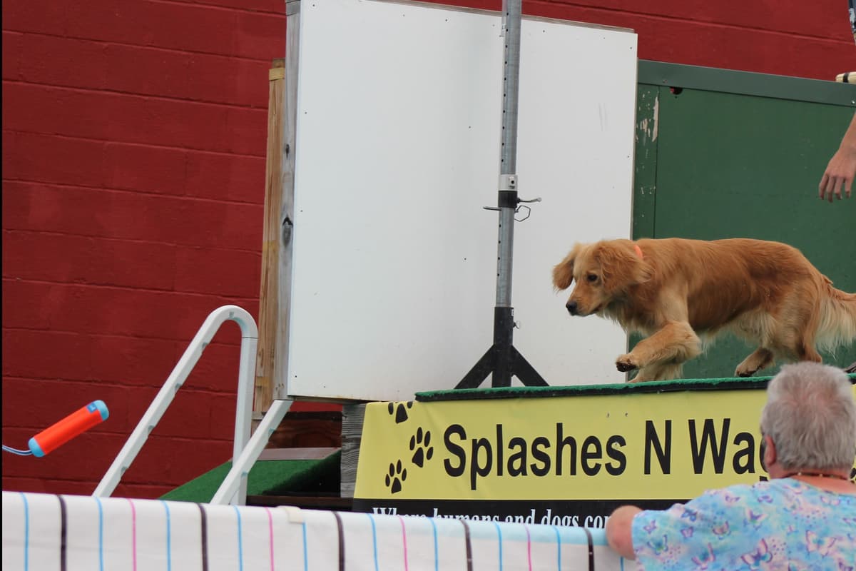 Golden Retriever Puppies breeder image 9