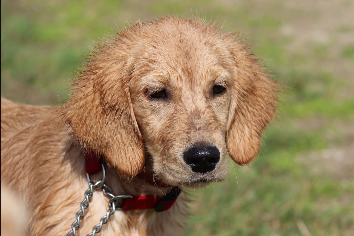 Golden Retriever Puppies breeder image 8