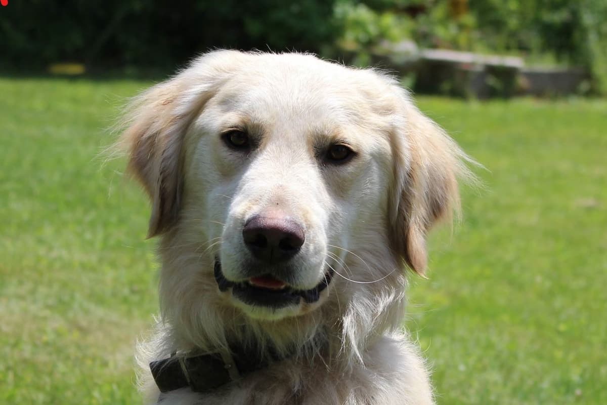 Golden Retriever Puppies breeder image 7