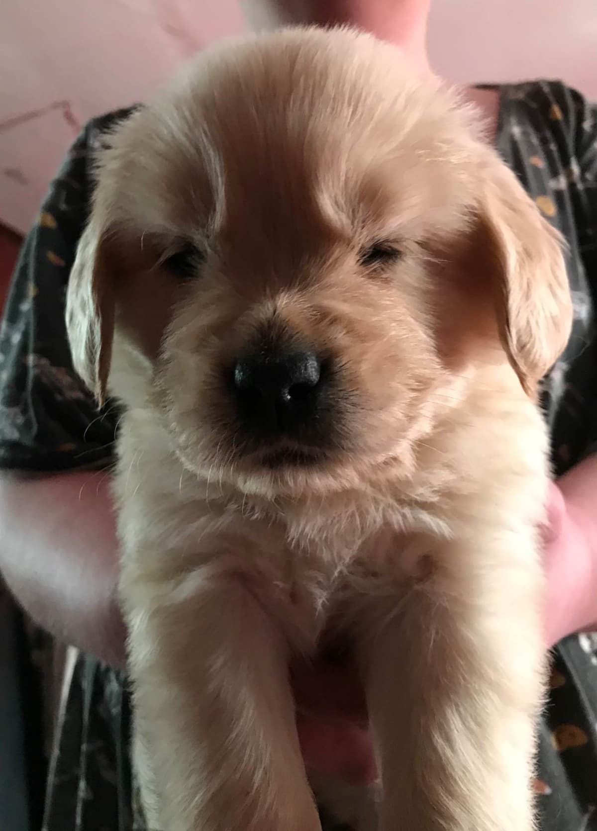 Golden Retriever Puppies breeder image 25