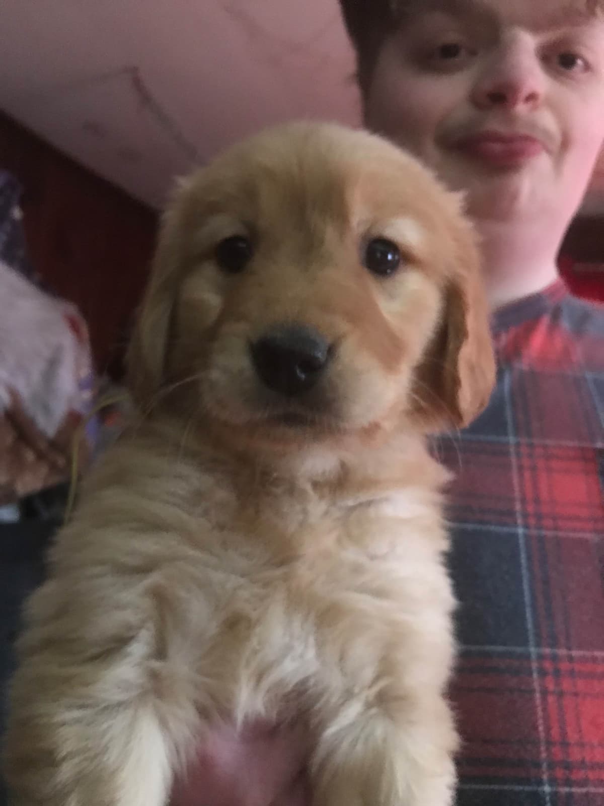 Golden Retriever Puppies breeder image 29