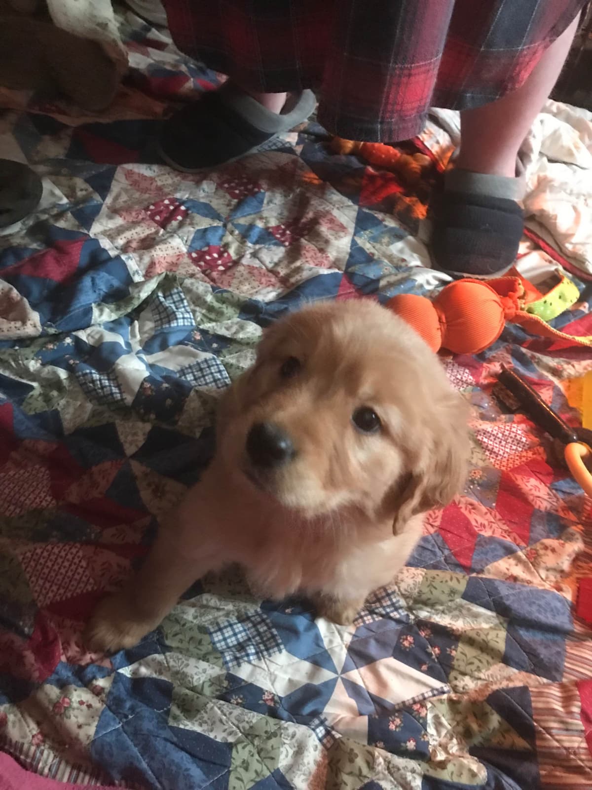 Golden Retriever Puppies breeder image 31